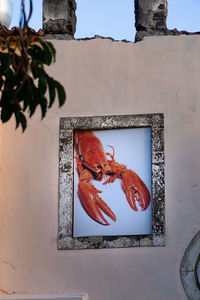 View of orange fish on wall