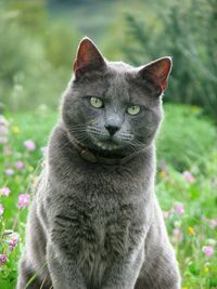 Close-up portrait of cat sitting outdoors