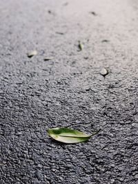 High angle view of leaf on beach