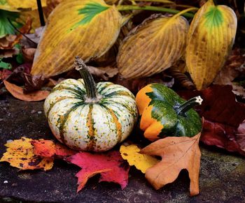 High angle view of pumpkins on leaves