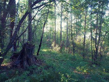 Trees in forest