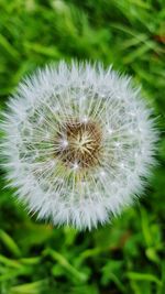 Close-up of dandelion