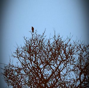 Low angle view of bare tree against clear sky