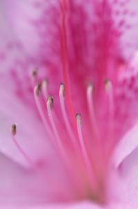 Close-up of pink flower