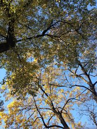 Low angle view of trees against sky