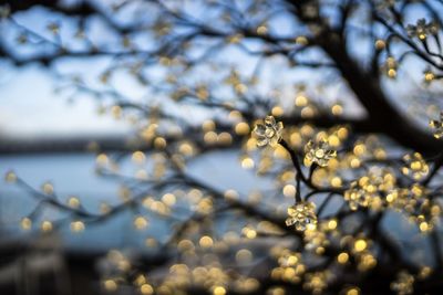 Close-up of water drops on tree