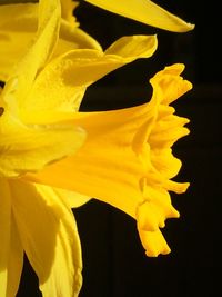 Close-up of yellow daffodil flower