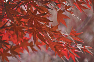 Close-up of maple leaves on tree