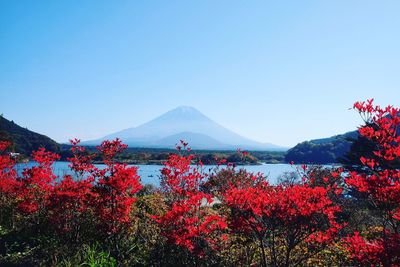 Red flowers growing on mountain against clear blue sky