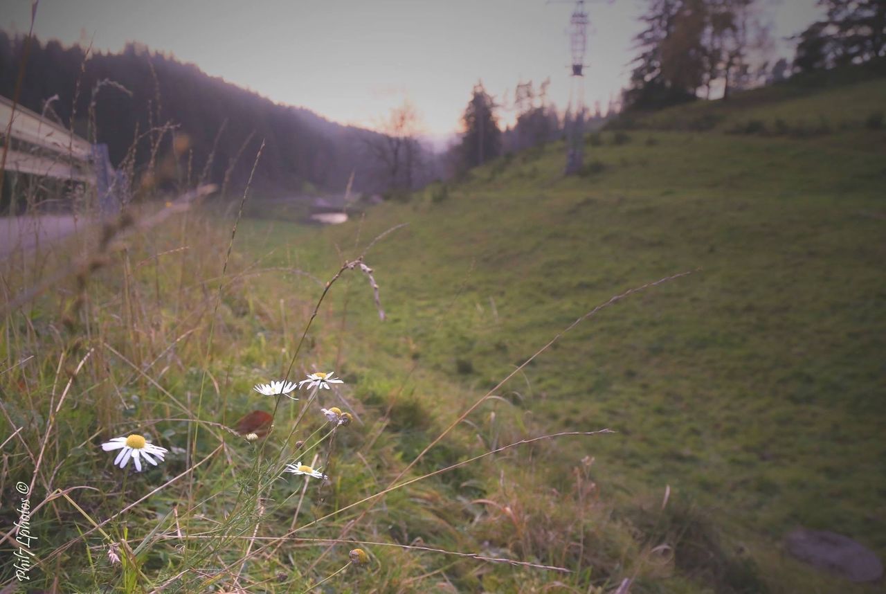 grass, field, growth, nature, tranquility, plant, tranquil scene, landscape, beauty in nature, tree, rural scene, outdoors, day, green color, no people, grassy, scenics, agriculture, selective focus, water