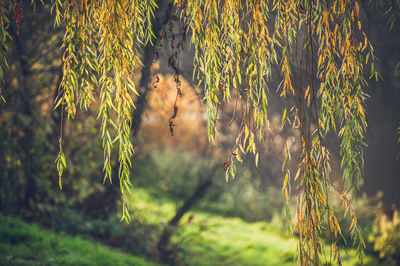 Plants and trees on field in forest