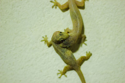 Close-up of frog on wall