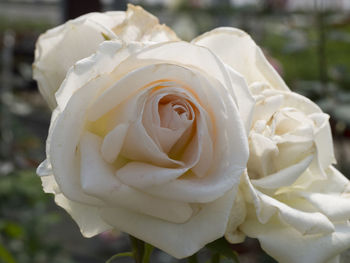 Close-up of white rose