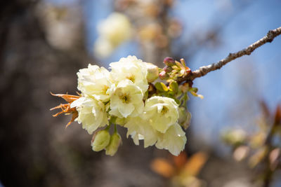 Close-up of yellow flowering plant