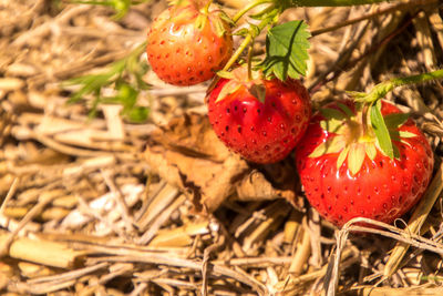 Close-up of strawberry on plant in field