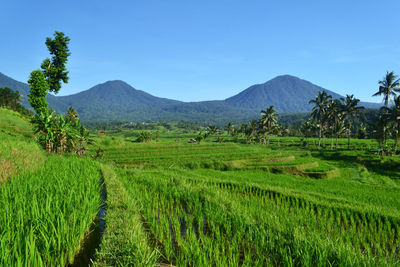 Scenic view of agricultural field against sky. jatiluwih rice terrace, tabanan, , indonesia
