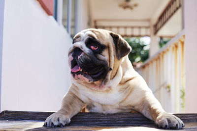 Portrait of a dog