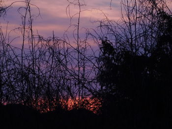 Low angle view of silhouette trees against sky at sunset