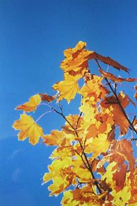 Low angle view of yellow flowers against blue sky