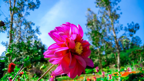 Close-up of pink flowering plant against sky