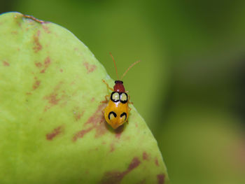 Close-up of ladybug on leaf