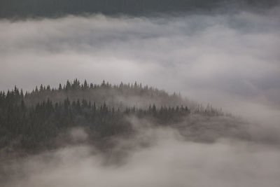 Panoramic shot of trees on landscape against sky