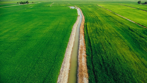 High angle view of agricultural field