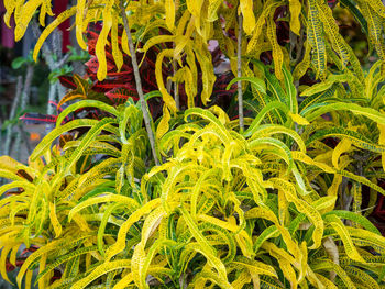 Full frame shot of flowering plants