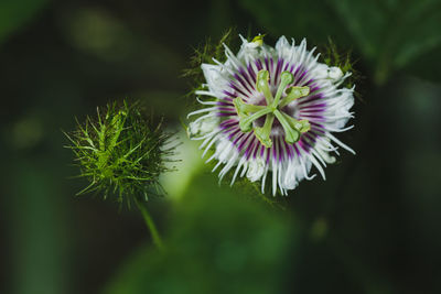 Close-up of purple flower