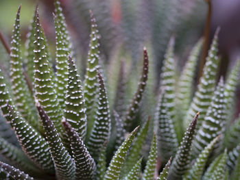Close-up of succulent plant