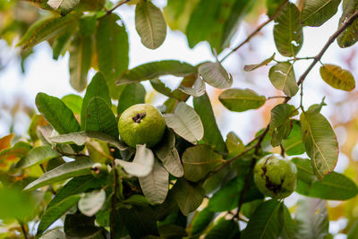 Guava fruit tree in an organic tropical garden, fresh and healthy guava raw fruit in the guava farm.