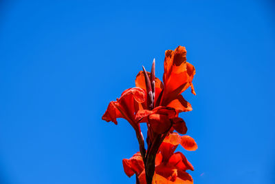 Low angle view of orange flower against blue sky