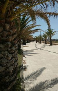 Scenic view of palm trees against sky