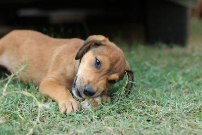 Dog lying on grass