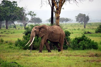 Elephant on field in forest