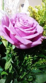 Close-up of flower growing outdoors