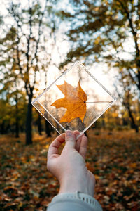 Plastic pollution, environmental problems concept. fall maple leaves in plastic container in hand