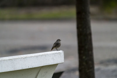 Bird perching on wooden post