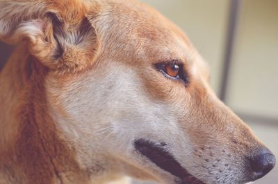 Close-up of stray dog