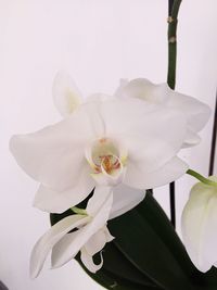 Close-up of white orchid