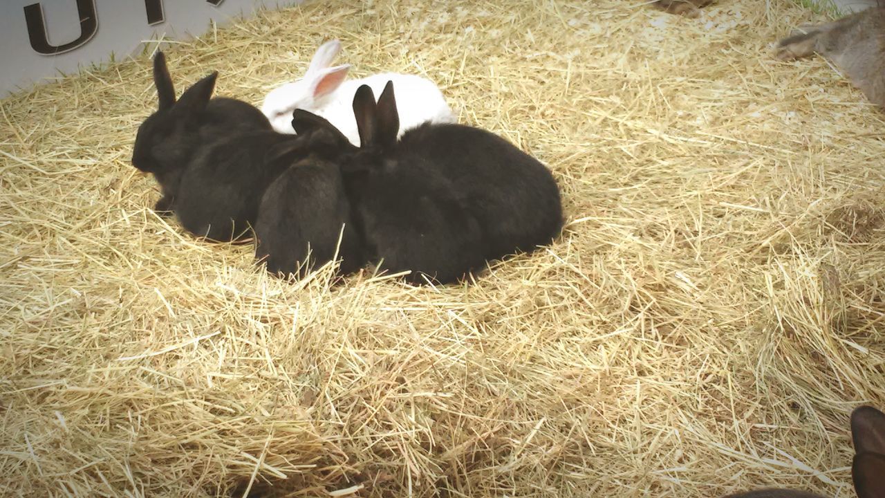 animal themes, field, domestic animals, mammal, grass, livestock, high angle view, nature, outdoors, day, hay, no people, sunlight, dry, one animal, relaxation, black color, togetherness, standing, two animals