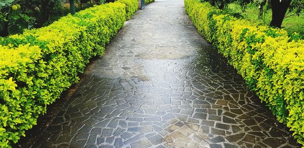 High angle view of footpath amidst plants in park