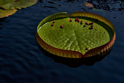 Looking down at large green lily pad with red berries