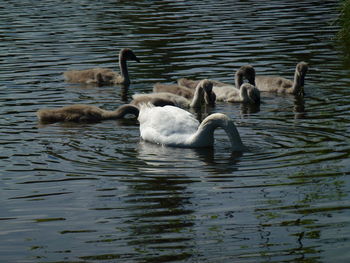 Swans swimming in lake