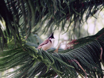 Red-whiskered bulbul perching on tree branch