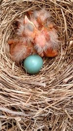 High angle view of bird in nest