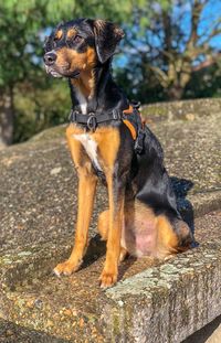 Black dog looking away