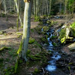 Stream flowing through rocks in forest