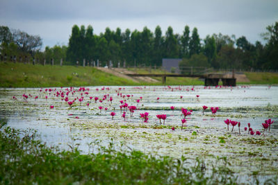 Scenic view of lake and pink flowers on field