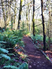 Footpath passing through forest